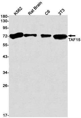 Rabbit monoclonal antibody