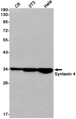 Rabbit monoclonal antibody