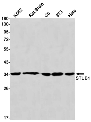 Rabbit monoclonal antibody