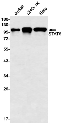 Rabbit monoclonal antibody