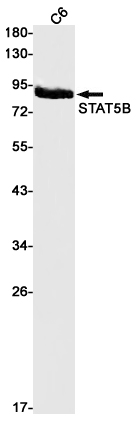 Rabbit monoclonal antibody