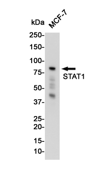 Rabbit monoclonal antibody
