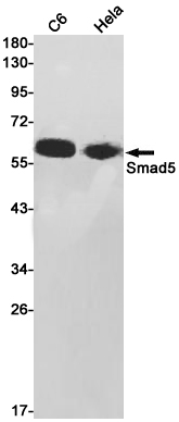 Rabbit monoclonal antibody