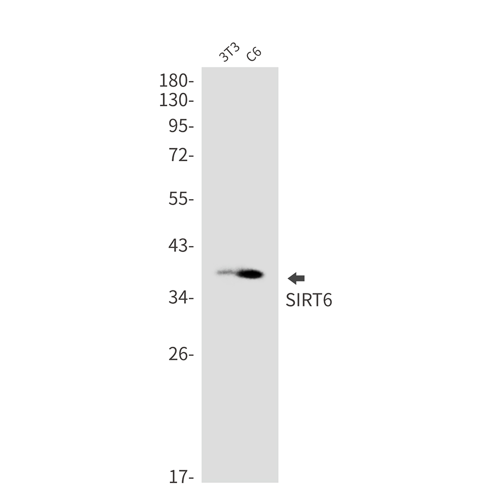 Rabbit monoclonal antibody