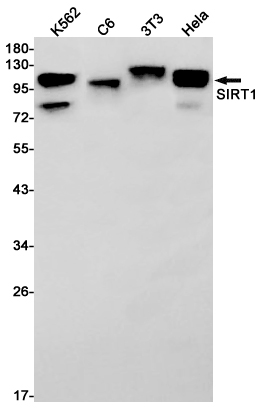Rabbit monoclonal antibody
