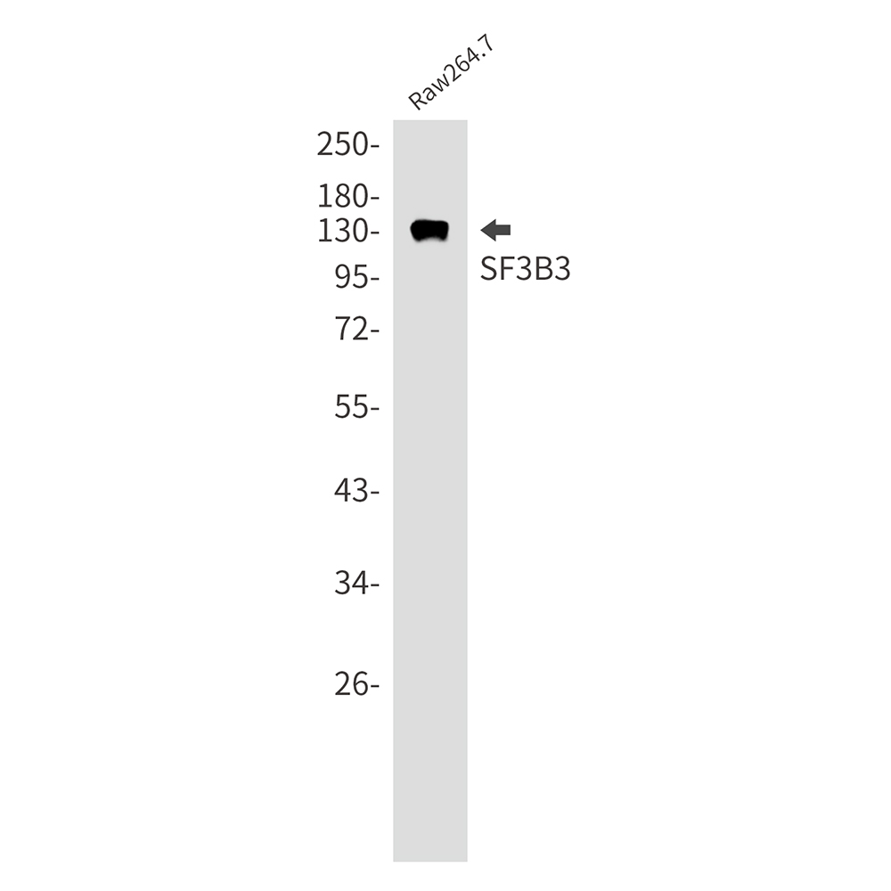 Rabbit monoclonal antibody