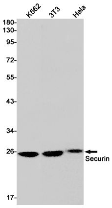 Rabbit monoclonal antibody