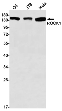 Rabbit monoclonal antibody