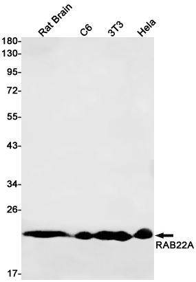 Rabbit monoclonal antibody