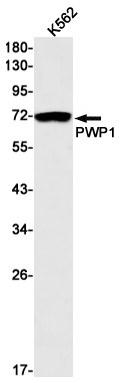 Rabbit monoclonal antibody