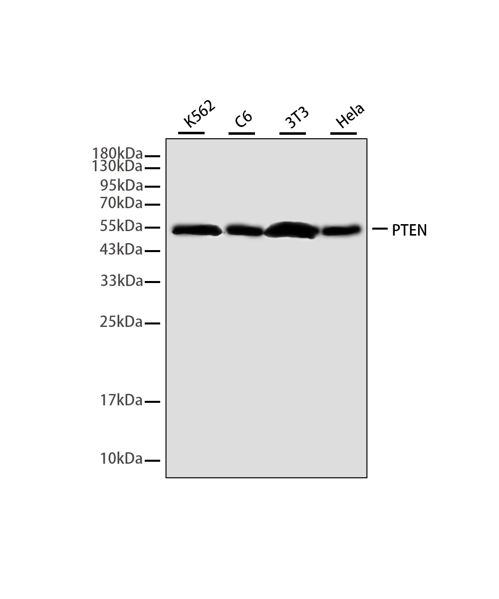 Rabbit monoclonal antibody