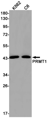 Rabbit monoclonal antibody