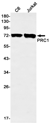 Rabbit monoclonal antibody