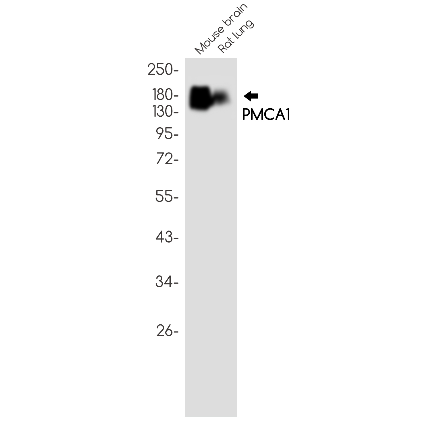Rabbit monoclonal antibody