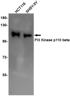 Rabbit monoclonal antibody