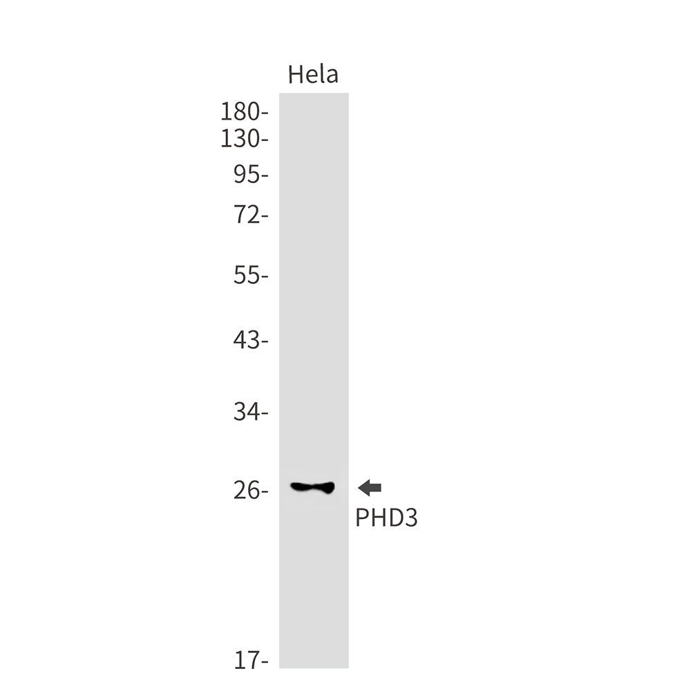 Rabbit monoclonal antibody