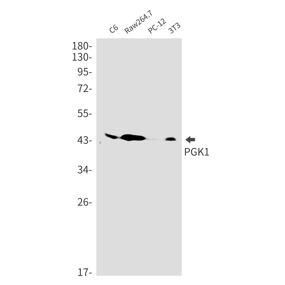 Rabbit monoclonal antibody