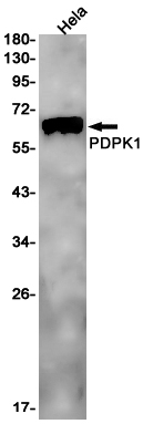Rabbit monoclonal antibody