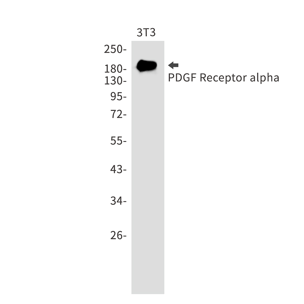 Rabbit monoclonal antibody