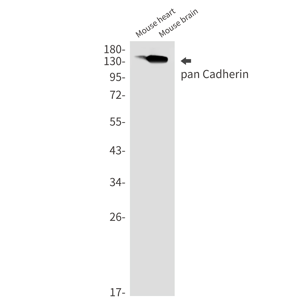 Rabbit monoclonal antibody