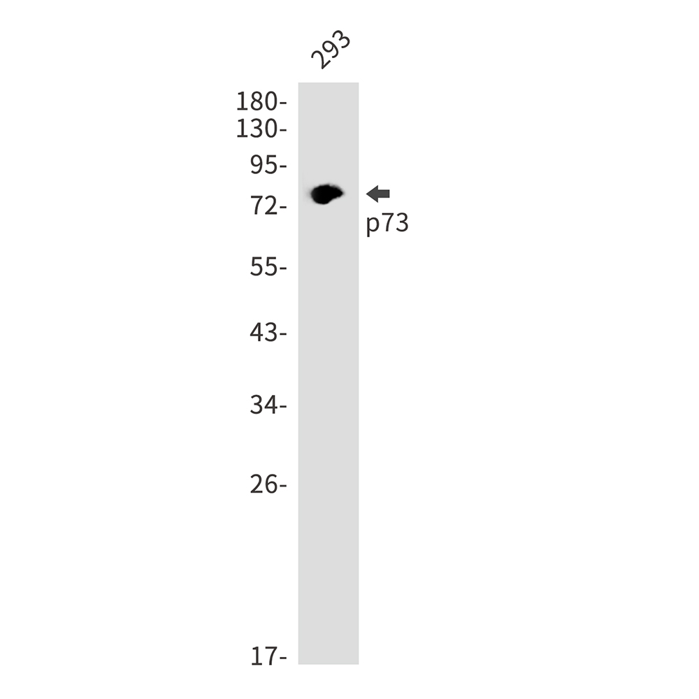 Rabbit monoclonal antibody