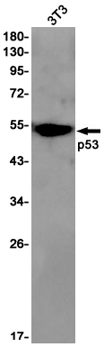Rabbit monoclonal antibody