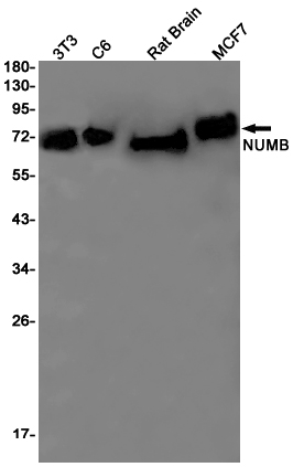 Rabbit monoclonal antibody