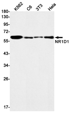 Rabbit monoclonal antibody