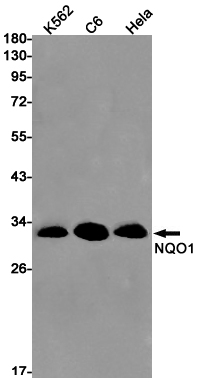 Rabbit monoclonal antibody