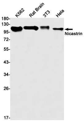 Rabbit monoclonal antibody