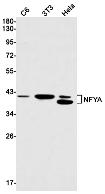 Rabbit monoclonal antibody