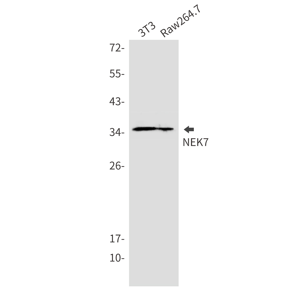 Rabbit monoclonal antibody