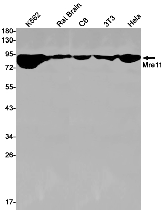 Rabbit monoclonal antibody