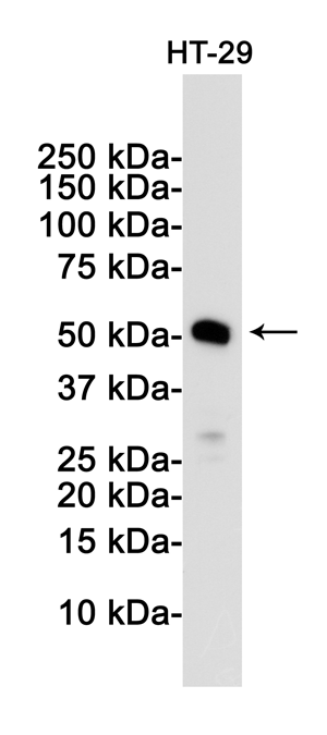 Rabbit monoclonal antibody