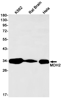 Rabbit monoclonal antibody
