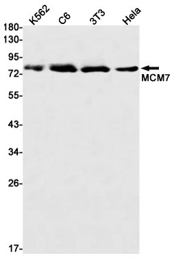 Rabbit monoclonal antibody