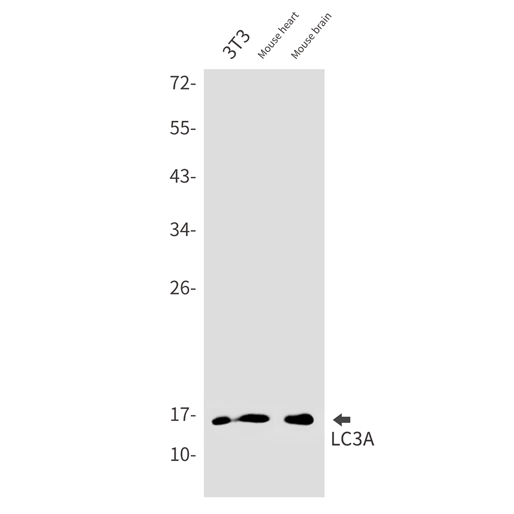 Rabbit monoclonal antibody