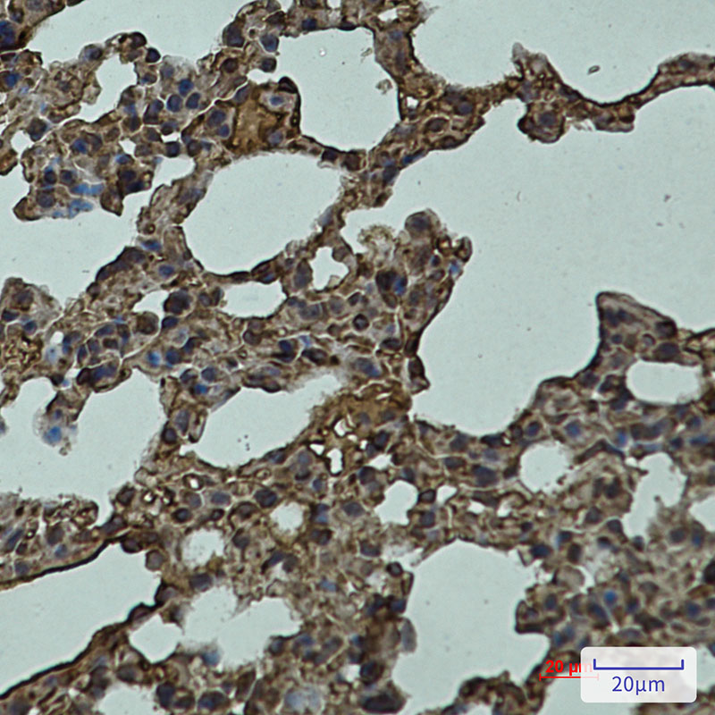 Rabbit monoclonal antibody