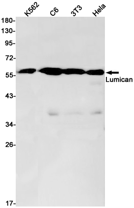 Rabbit monoclonal antibody