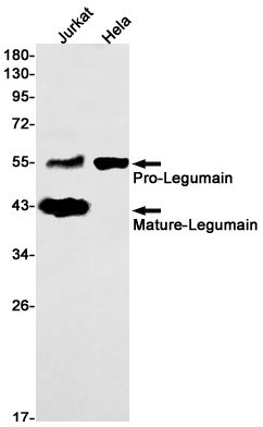 Rabbit monoclonal antibody
