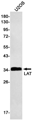 Rabbit monoclonal antibody