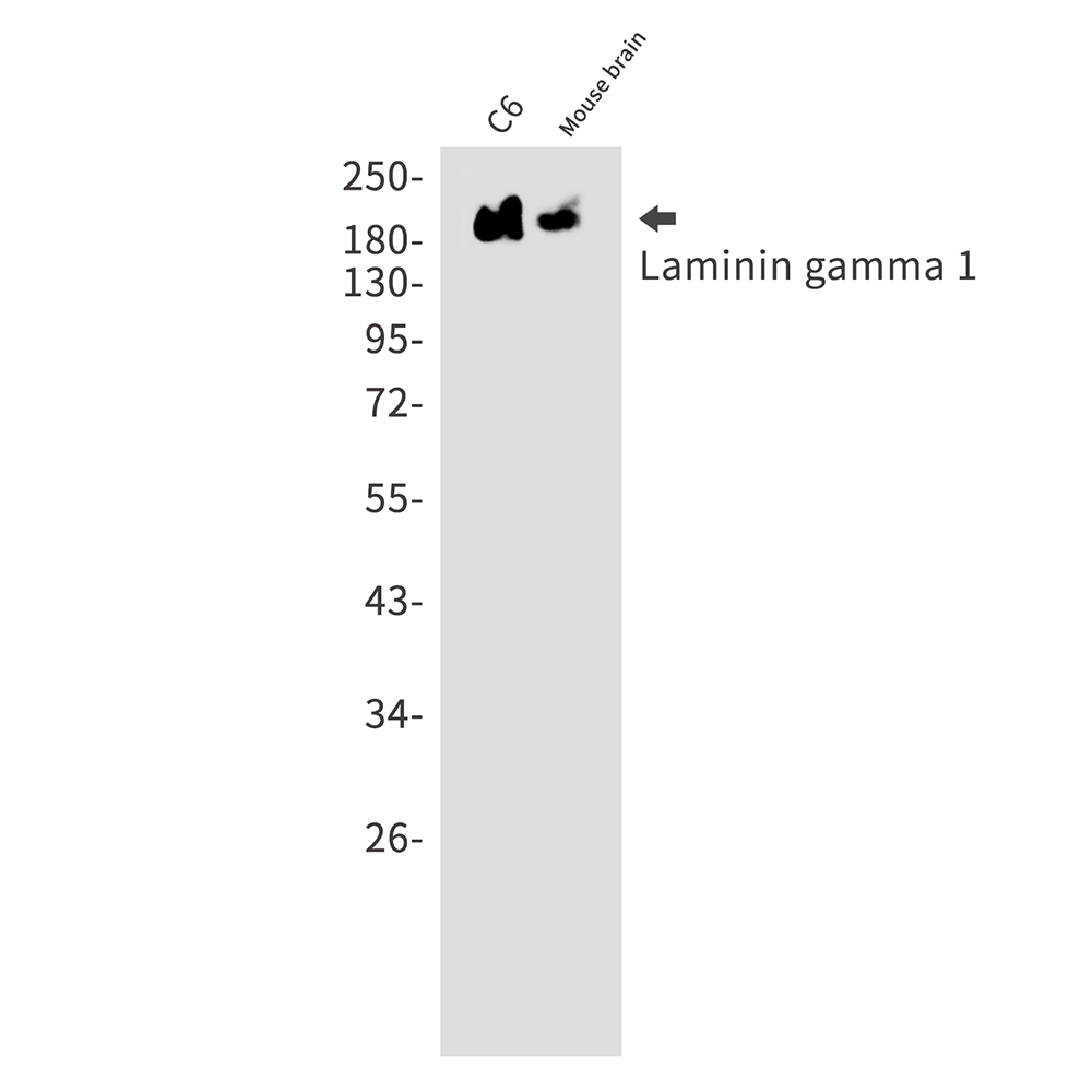 Rabbit monoclonal antibody