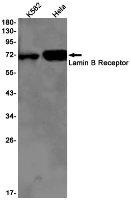 Rabbit monoclonal antibody