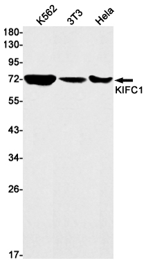 Rabbit monoclonal antibody