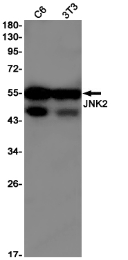 Rabbit monoclonal antibody