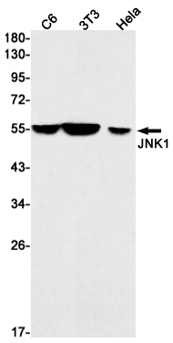 Rabbit monoclonal antibody