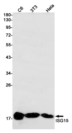 Rabbit monoclonal antibody