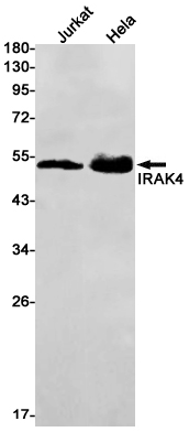 Rabbit monoclonal antibody
