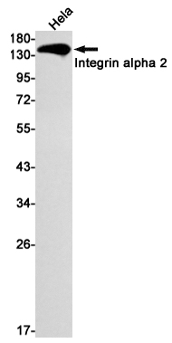 Rabbit monoclonal antibody