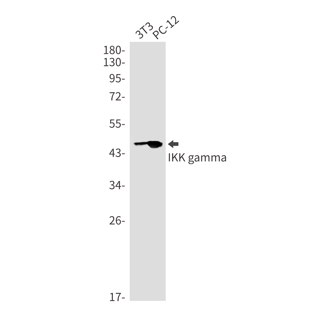 Rabbit monoclonal antibody